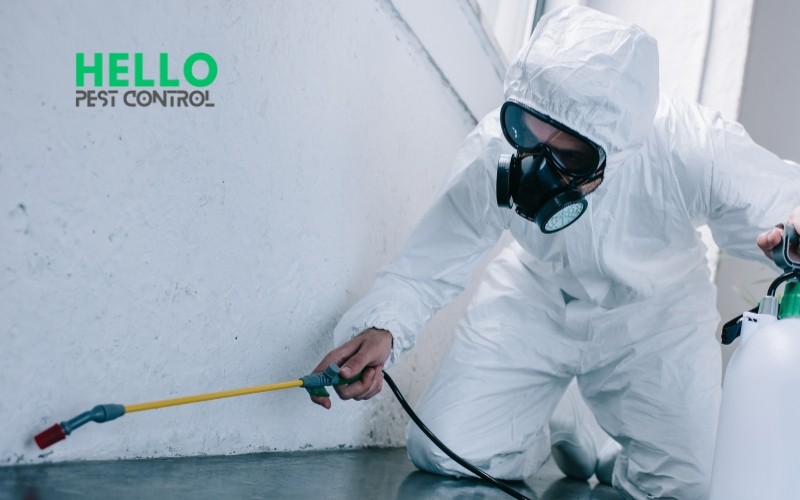 Hello Pest Control provides affordable pest control services in Melbourne south east suburbs