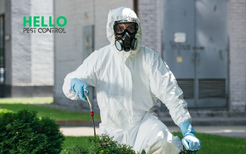 affordable pest control services by Hello Pest Control in Noble Park, Keysborough, Dandenong Area